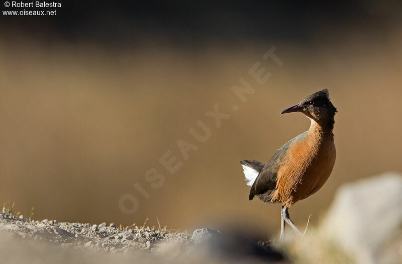 Rouget's Rail