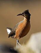 Rouget's Rail