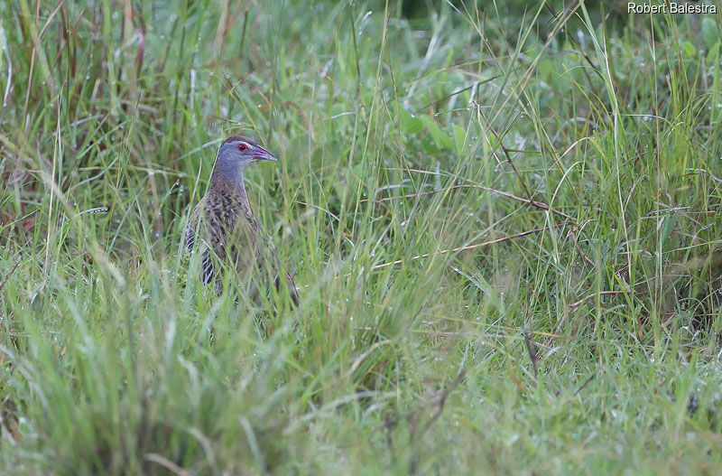 African Crake