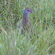 African Crake