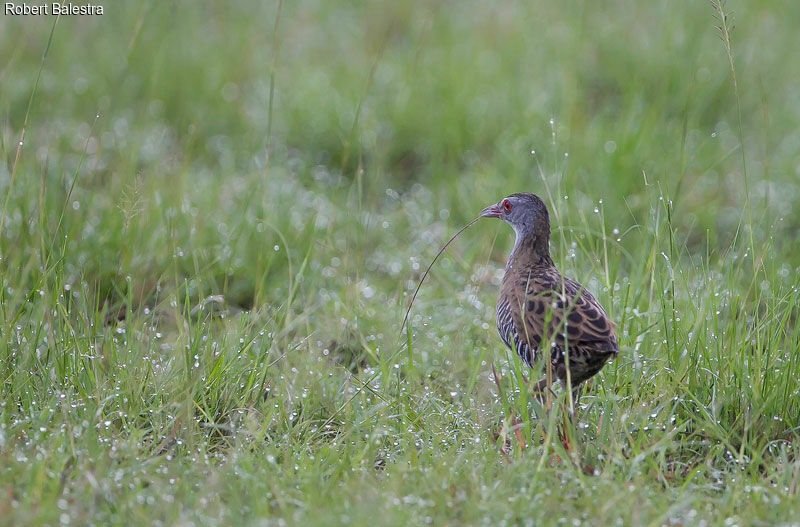 African Crake