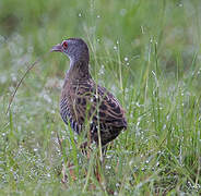 African Crake