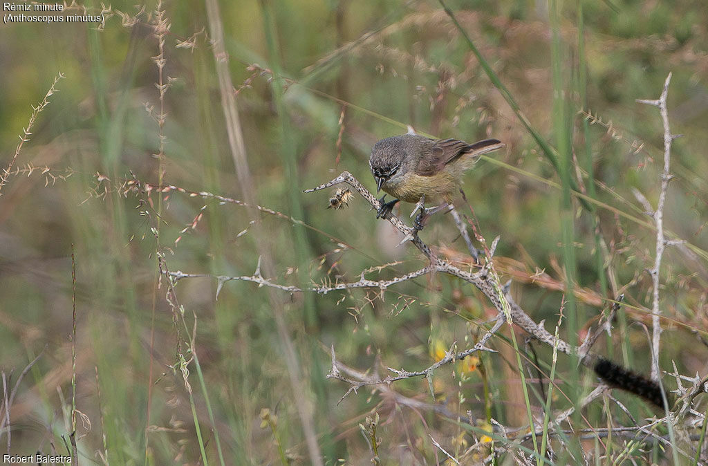 Cape Penduline Tit