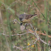 Cape Penduline Tit