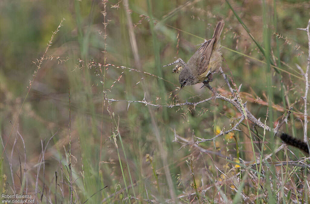 Cape Penduline Tit