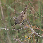 Cape Penduline Tit