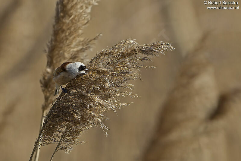 Eurasian Penduline Tit