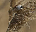 Rémiz penduline