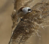 Eurasian Penduline Tit