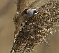 Rémiz penduline