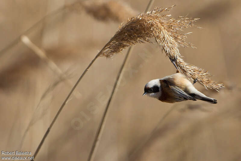 Rémiz penduline mâle adulte, mange, Comportement