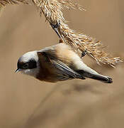 Eurasian Penduline Tit