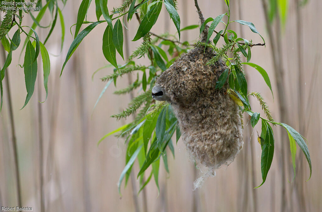 Rémiz penduline