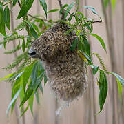 Eurasian Penduline Tit