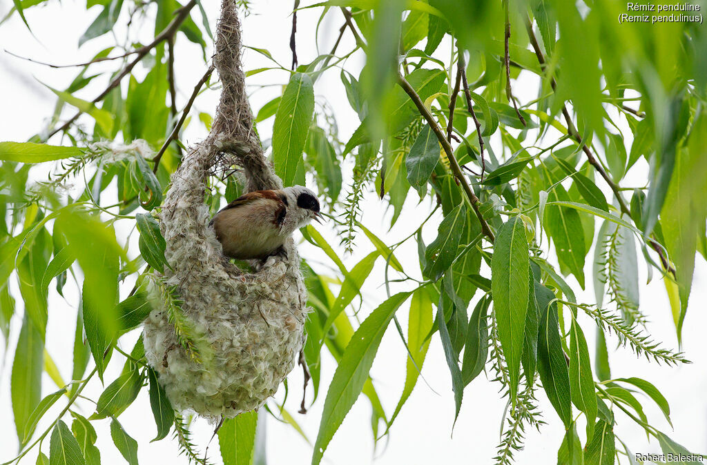 Eurasian Penduline Tit