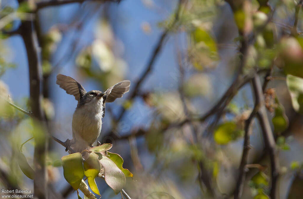 Mouse-colored Penduline Titadult