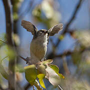 Mouse-colored Penduline Tit