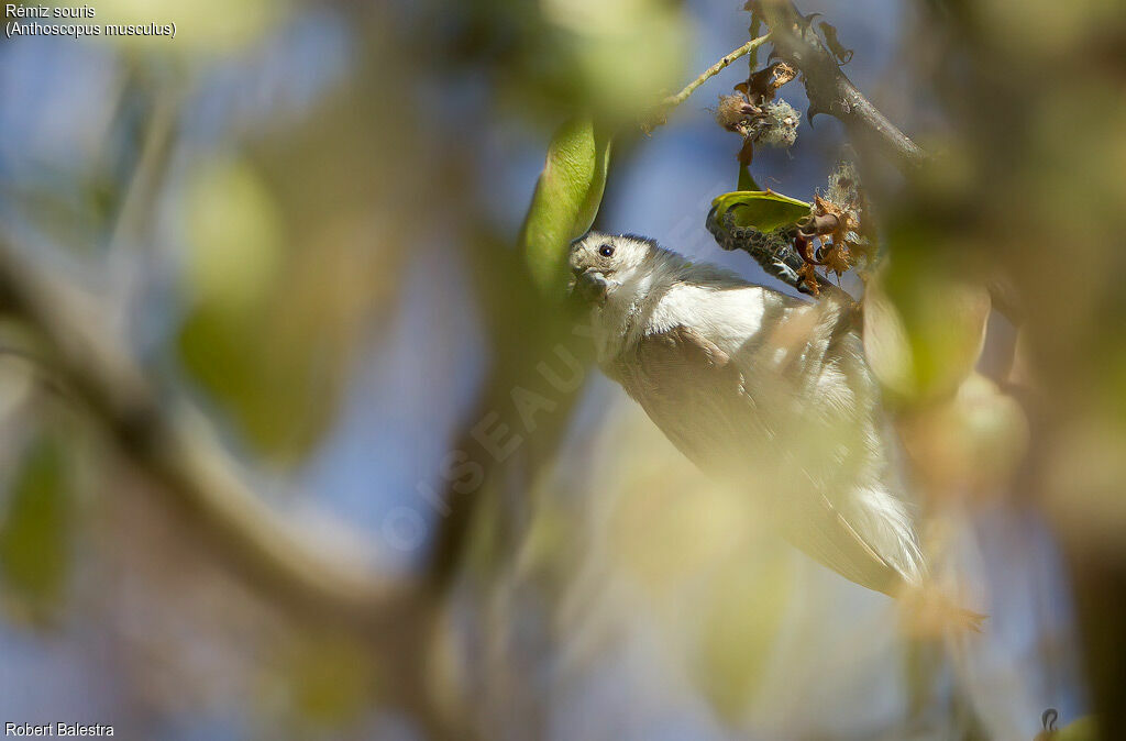 Mouse-colored Penduline Tit