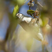 Mouse-colored Penduline Tit