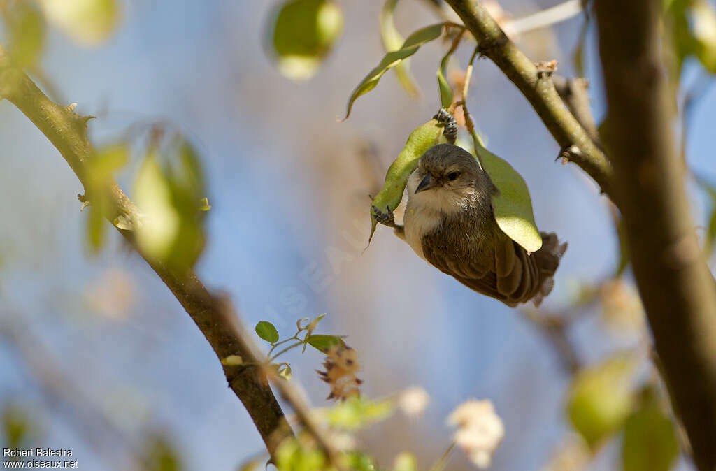 Mouse-colored Penduline Titadult, identification