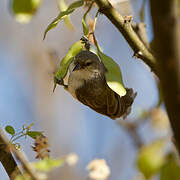 Mouse-colored Penduline Tit