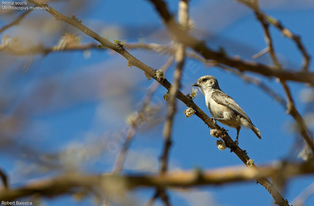 Mouse-colored Penduline Tit