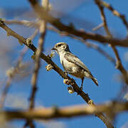 Mouse-colored Penduline Tit