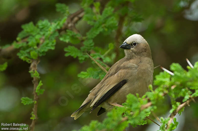 Grey-capped Social Weaveradult, habitat, pigmentation