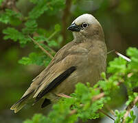 Grey-capped Social Weaver