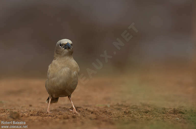 Grey-capped Social Weaveradult, close-up portrait