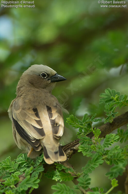 Grey-capped Social Weaveradult, identification