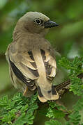 Grey-capped Social Weaver