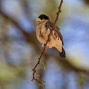 Black-capped Social Weaver