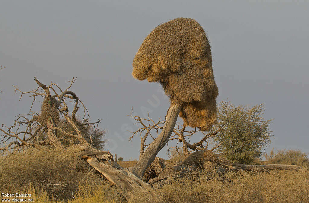 Sociable Weaver