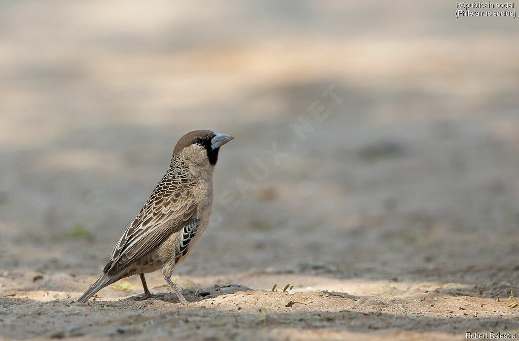 Sociable Weaver