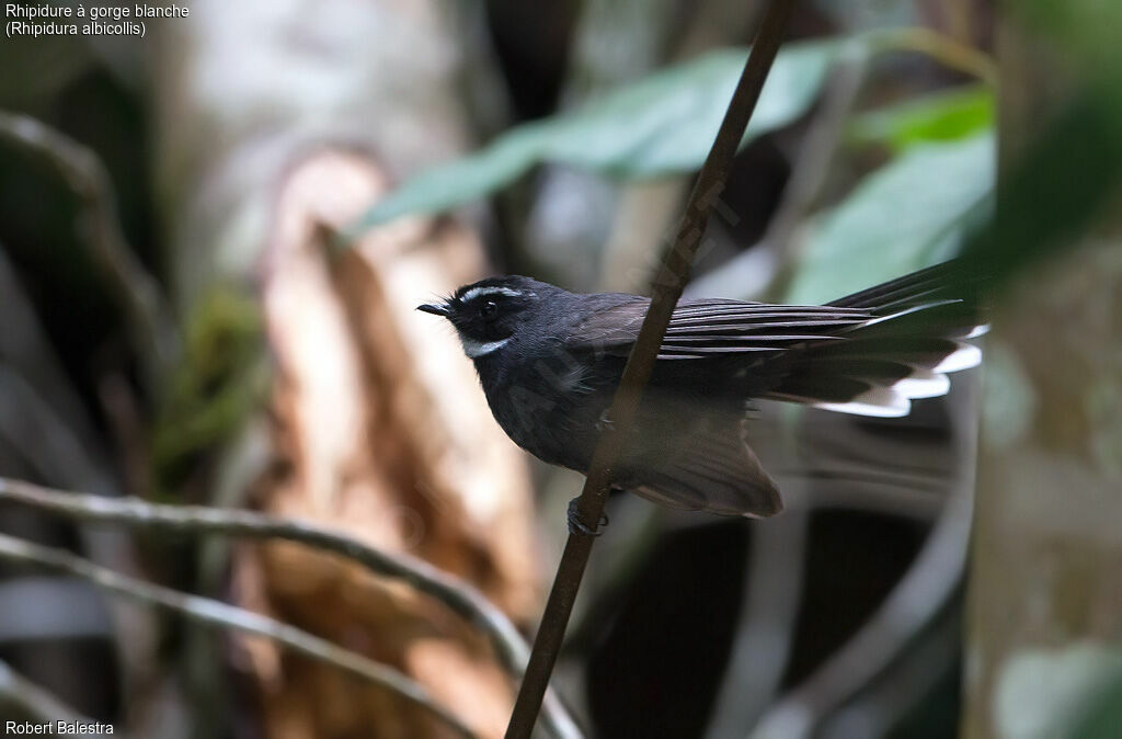 White-throated Fantail