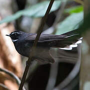 White-throated Fantail