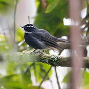 White-throated Fantail