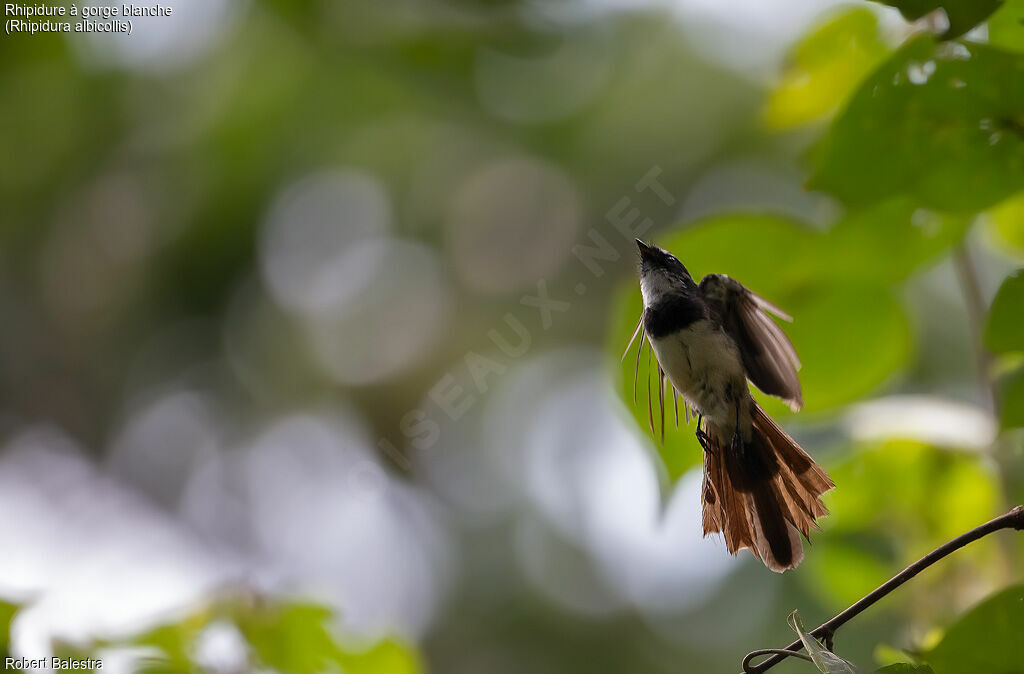 White-throated Fantail