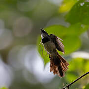 White-throated Fantail