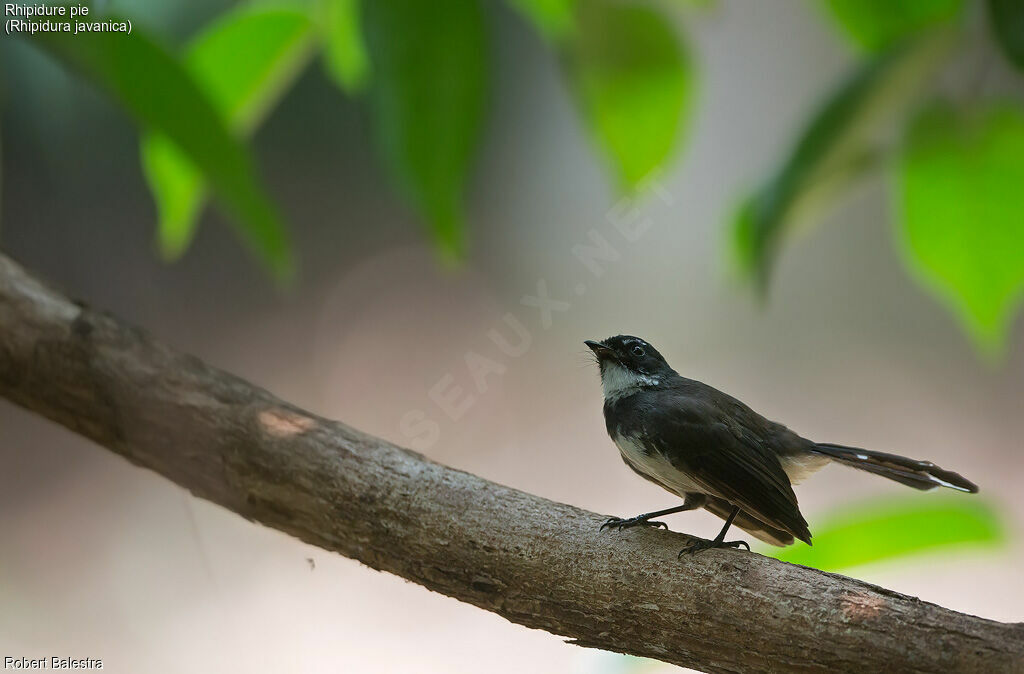 Malaysian Pied Fantail