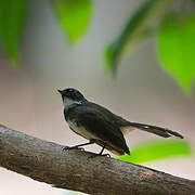 Malaysian Pied Fantail