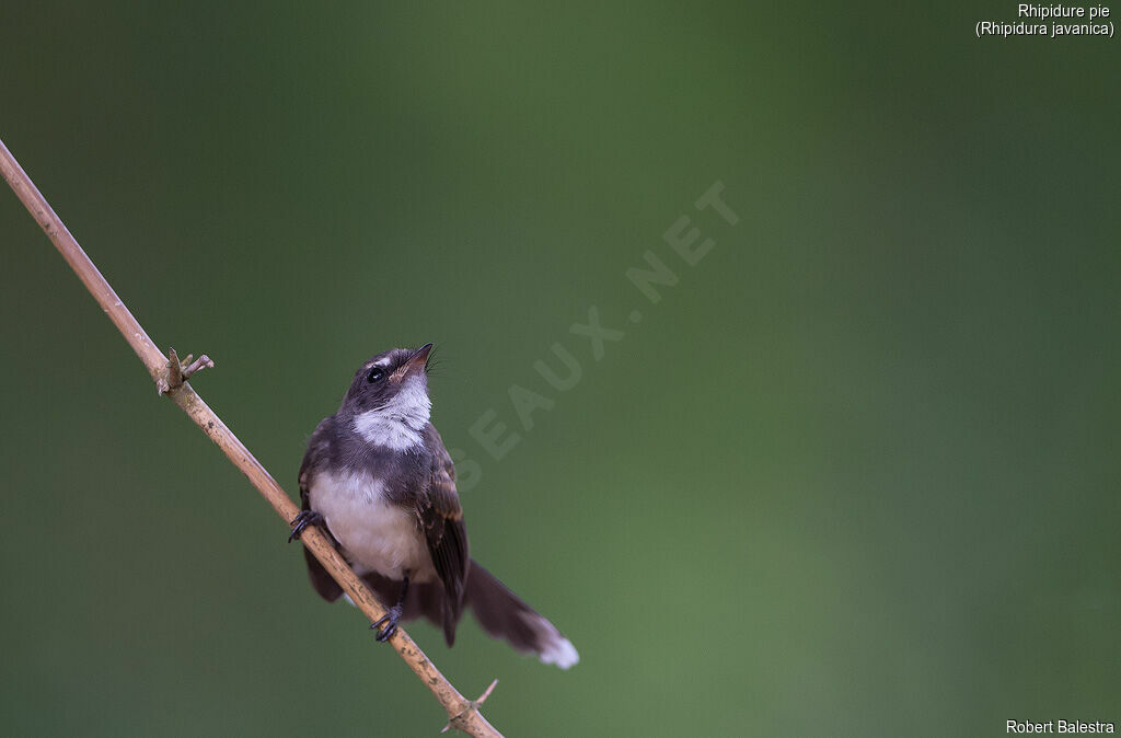 Malaysian Pied Fantail