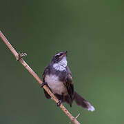 Malaysian Pied Fantail