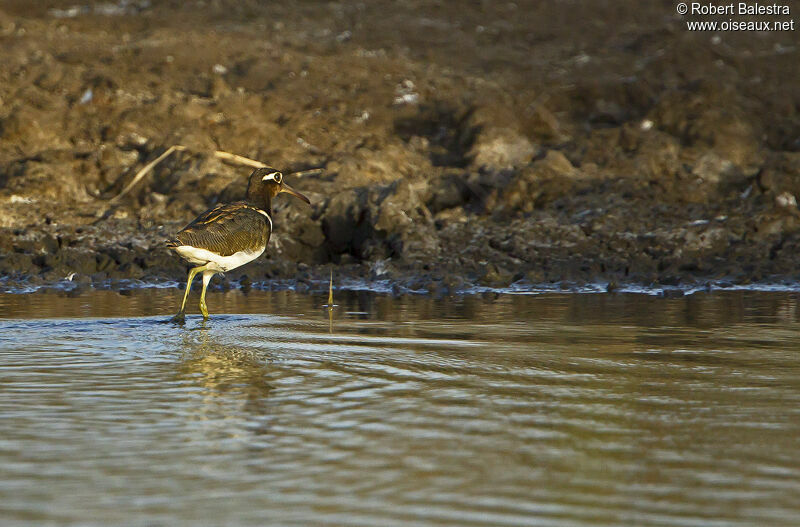 Greater Painted-snipe