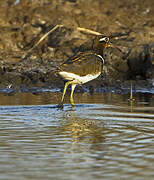 Greater Painted-snipe