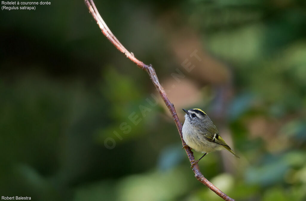 Roitelet à couronne dorée