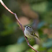 Golden-crowned Kinglet