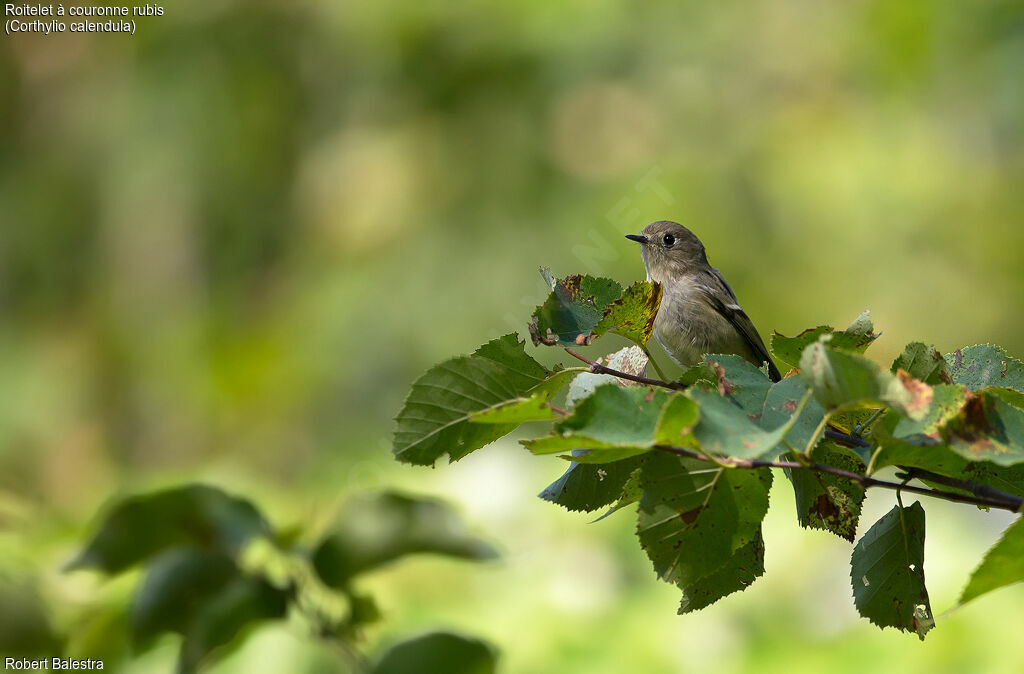 Roitelet à couronne rubis