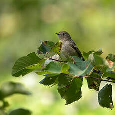 Roitelet à couronne rubis